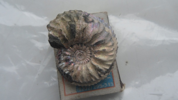 аммониты, Cardioceras, Cardioceras cordatum