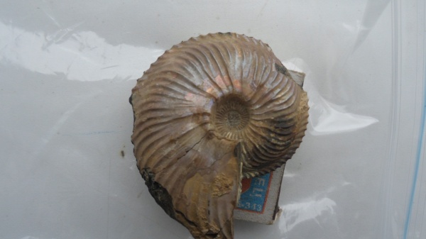 аммониты, Cardioceras, Cardioceras praecordatum