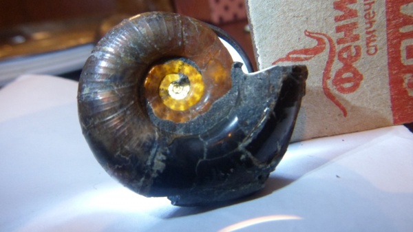 аммониты, Lytoceras, Lytoceratina