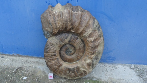 аммониты, Ammonitoceras