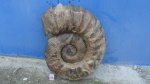 Ammonitoceras 65.см