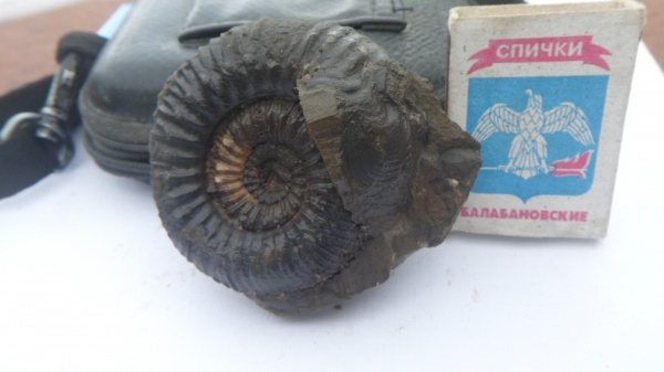 аммониты, микроконхи, ушки, Stephanoceras, устье, Microconchs, lappets