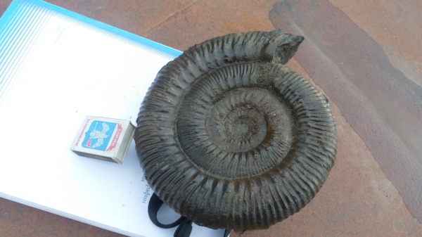 аммониты, Stephanoceras