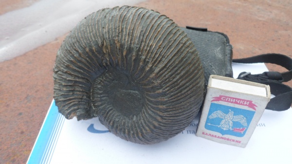 аммониты, Cadomites