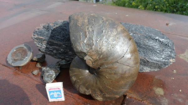 наутилусы, Nautilida