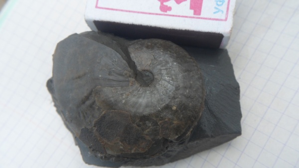 аммониты, Oxycerites