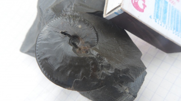 аммониты, Oxycerites