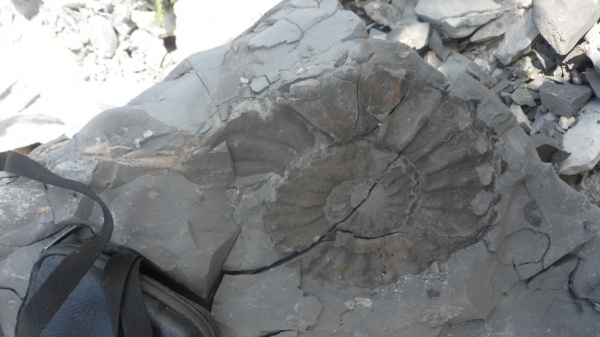 аммониты, Mortoniceras