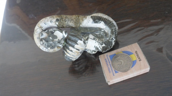 аммониты, гетероморфные аммониты, Ammonites, Acrioceras, Acrioceras furcatum, heteromorph ammonites