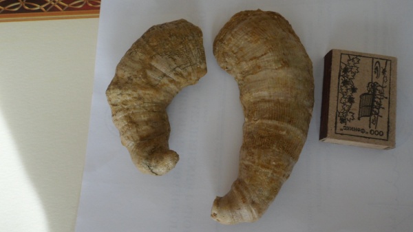 кораллы, Gshelia rouilleri