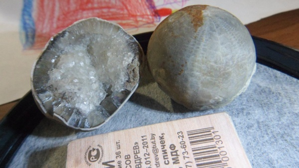 морские ежи