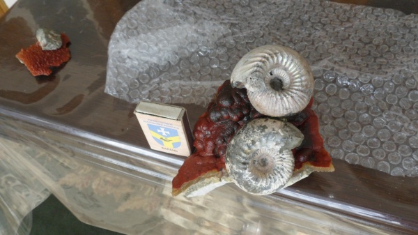 аммониты, Cadoceras elatmae, Cardioceratidae