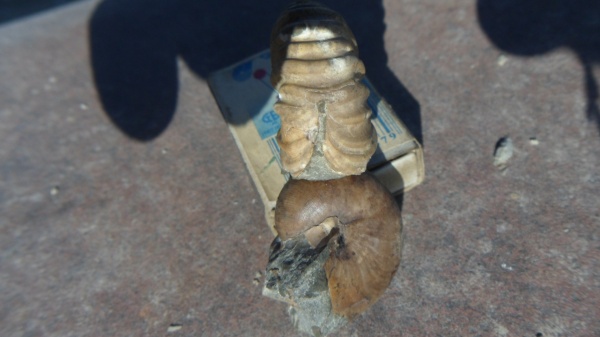 аммониты, прижизненные повреждения, Parahoplites, ammonoid sublethal injuries