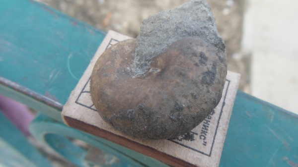 аммониты, Phyllopachyceras