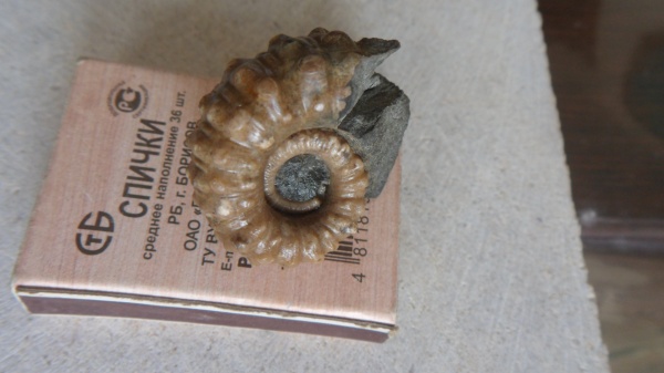 аммониты, Ammonitoceras