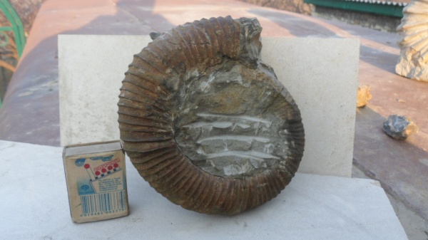 аммониты, Macroscaphites