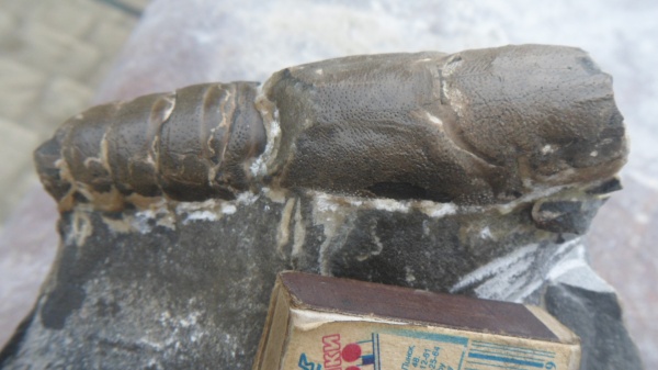 ракообразные, раки, апт, Hoploparia