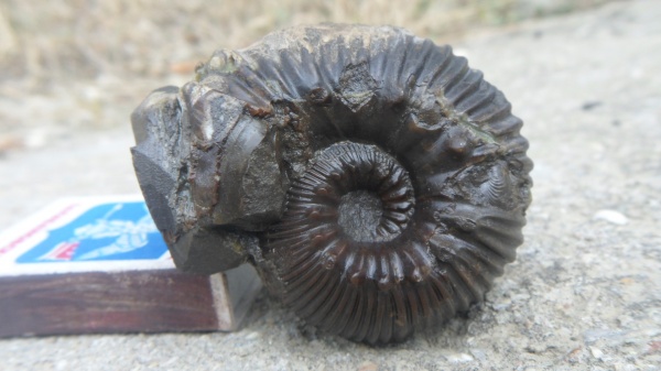 аммониты, ушки, устье, Otoites, Emileia