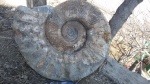Ammonitoceras