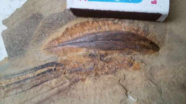 неоген, Россия, растения, кайнозой, голосеменные, высшие растения, Дагестан