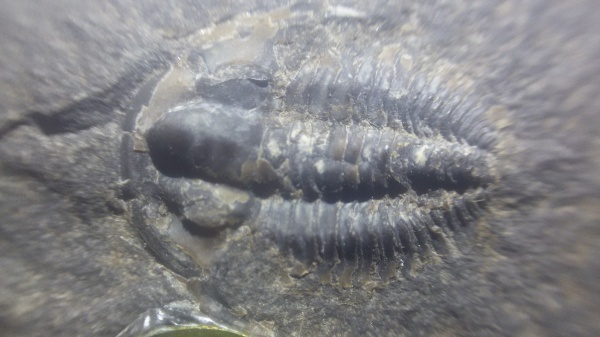 трилобиты, Bergeroniellus, Аччыгый-Туойдах