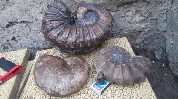 аммониты, Euphylloceras, Pseudocrioceras, Heteroceras