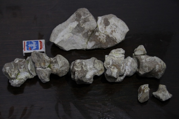 рептилии, черепахи, верхний альб