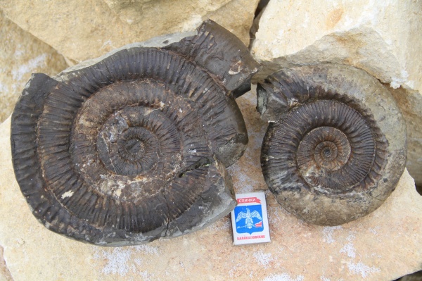 аммониты, Stephanoceras