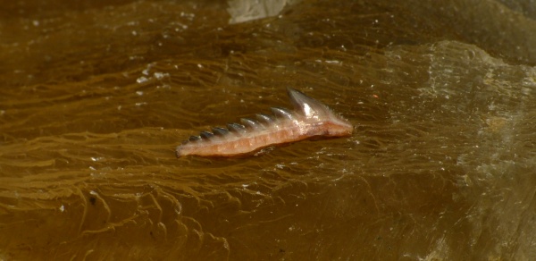 Мангышлак, Hexanchus