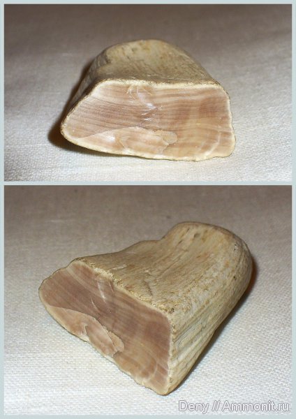 древесина, Ульяновск, р. Волга, окаменевшая древесина, опализированная древесина