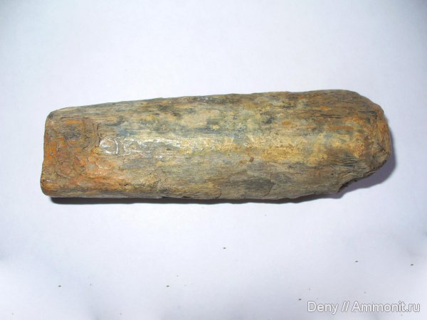 мел, водные рептилии, Ульяновск, готерив, кости, Hauterivian, Cretaceous