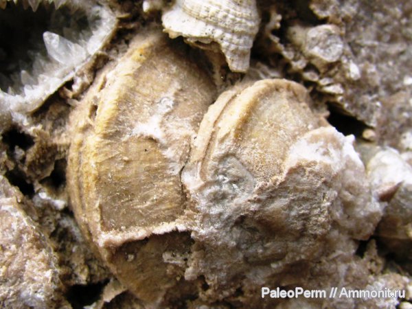 Карьер "Чикали". Пермский риф артинского возроста.