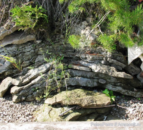 строматолиты, пермский период, Пермский край, уфимский ярус, Permian