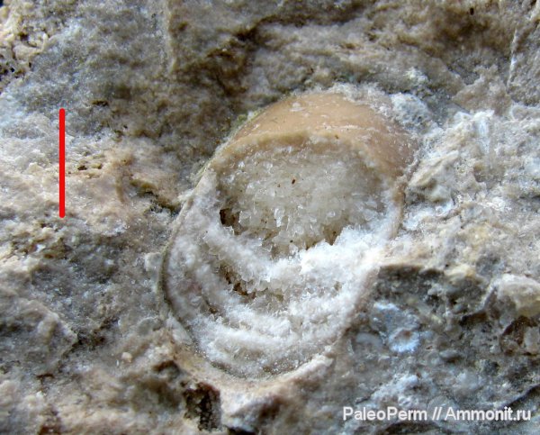 головоногие моллюски, Пермский край