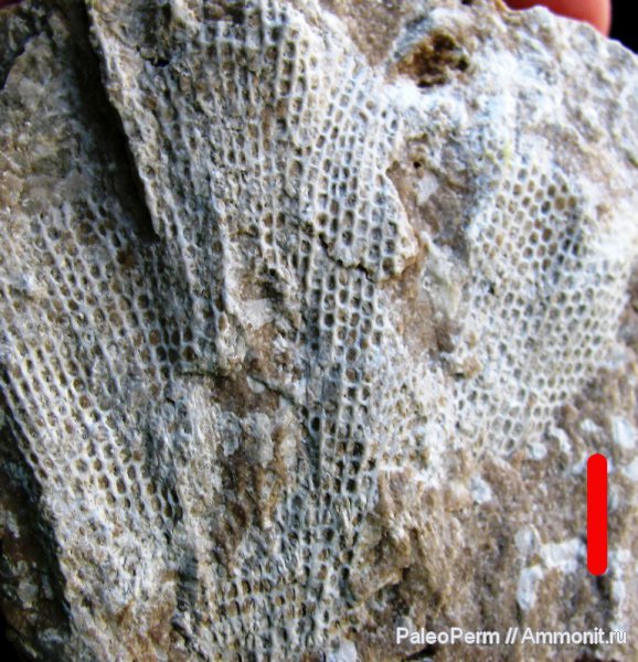 мшанки, Пермский край