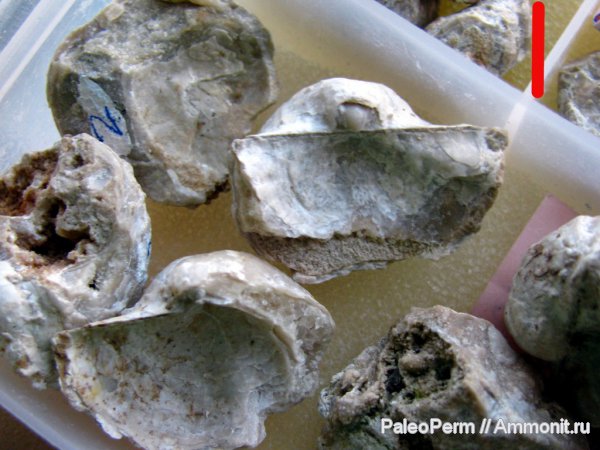 брахиоподы, Пермский край