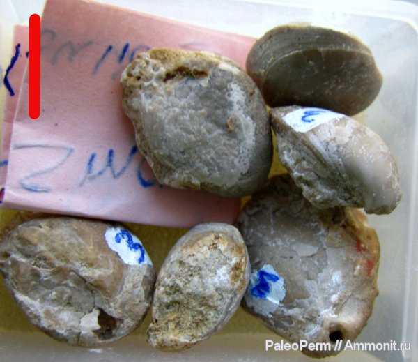 брахиоподы, Пермский край