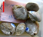 Брахиоподы