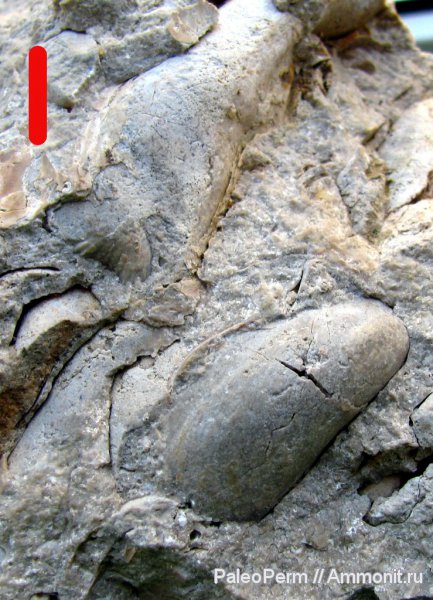 двустворки, Пермский край