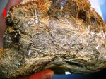 Строматолит из соликамских отложений Пермского края