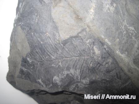 флора карбона