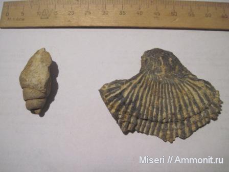 Палео приобретения