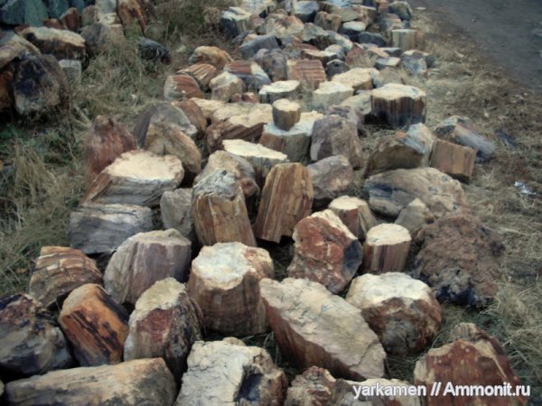 окаменелое дерево