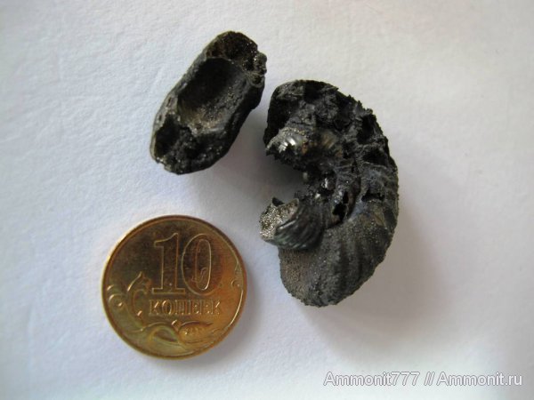 юра, Домодедово, юрский период, Домодедовский карьер, Jurassic