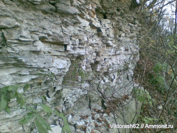 мел, р. Днестр, Галич, Cretaceous