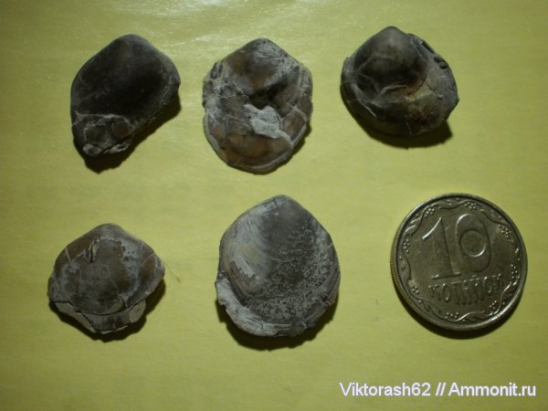 брахиоподы, мел, мезозой, беспозвоночные, р. Ломница, Cretaceous