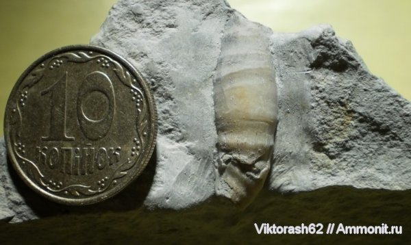 мел, мезозой, Cretaceous