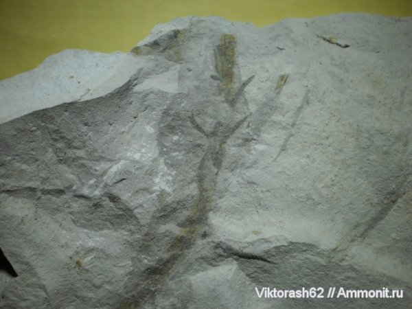 силур, палеозой, Silurian, р. Днестр