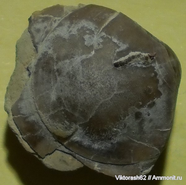 брахиоподы, мел, серпулы, мезозой, Serpulidae, р. Ломница, Cretaceous