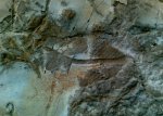 Отпечаток на камне в виде больших сот - предположительно "биоглиф Paleodictyon".